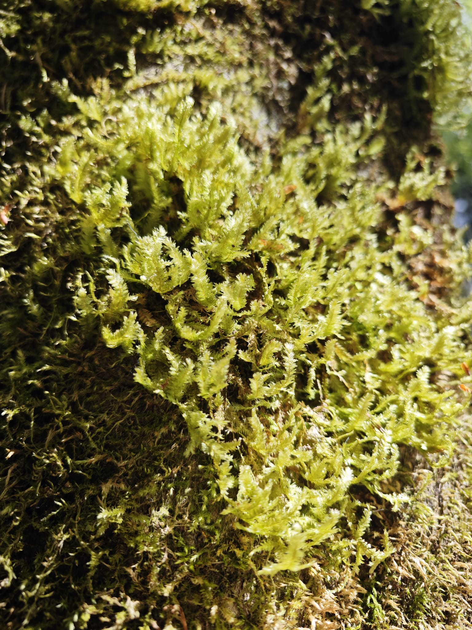 Neckera crispa - Krausblättriges Neckermoos
