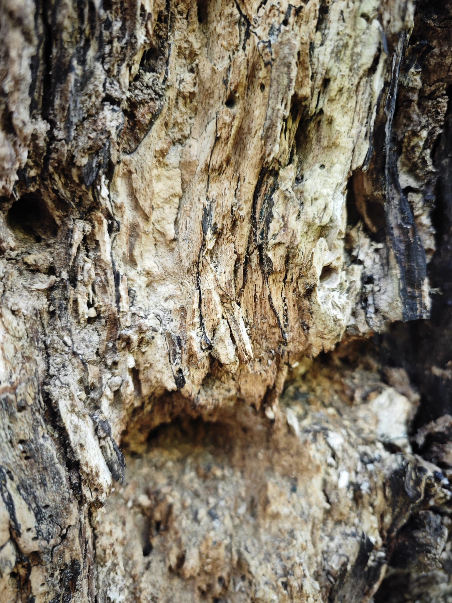 Weißfaules Holz - Futter und Versteck für Asseln und Insekten